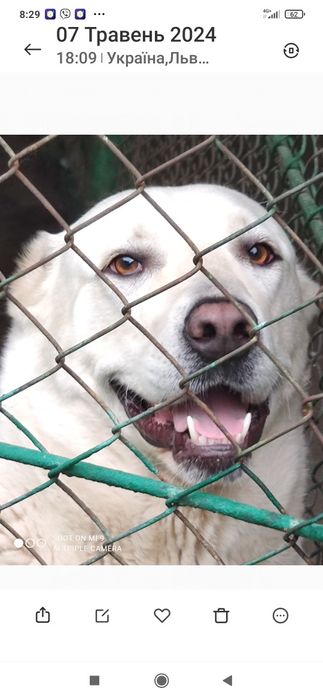 Цуценята Середньоазіатської вівчарки .