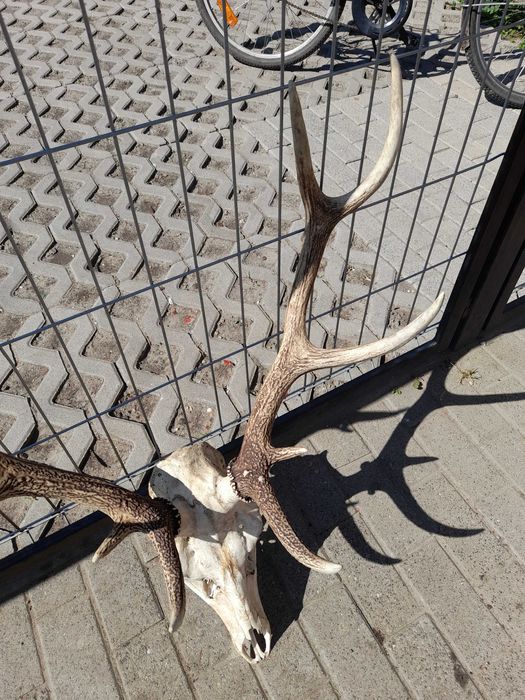 Poroże Jelenia sprzedam