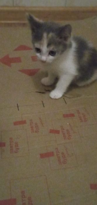 Отдам котят две девочки бесплатно