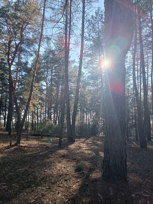 СРОЧНО! Продам участок Ольховатка