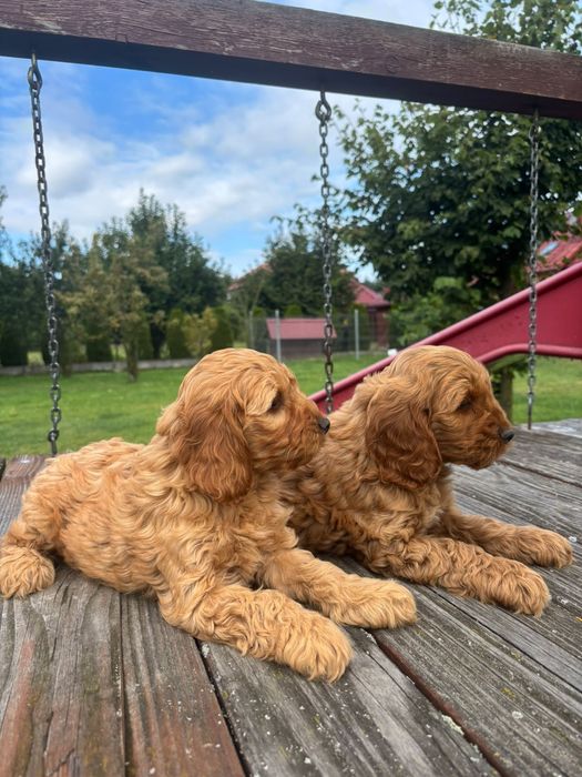 Cockapoo ( Pudel + Cocker spaniel )