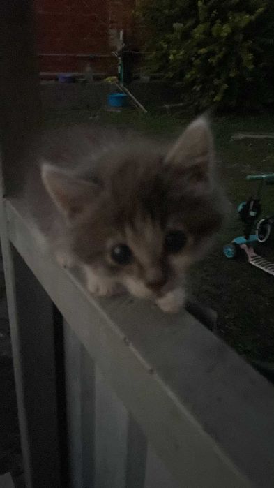 Отдам Котят. В хорошие руки очень красивые.