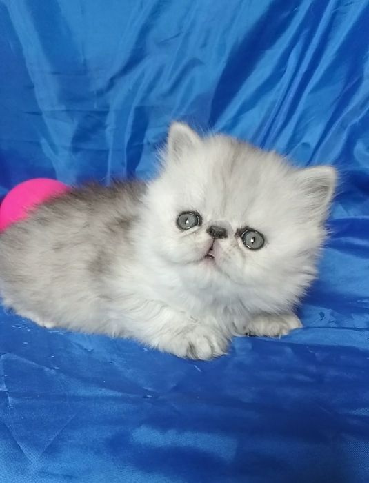 Серебристый шиншилла перс персидского котенка