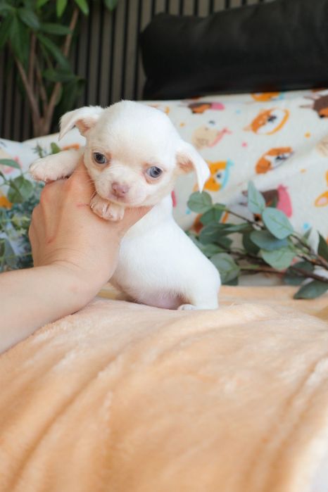 Chihuahua Mini . Branco olhos azuis.  Perfeito
