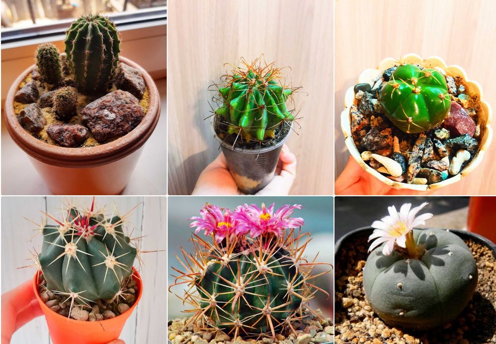 Кактусы суккуленты