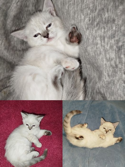 Кошенята  страйт