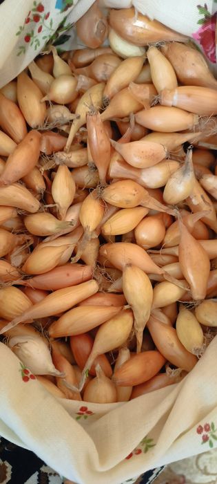 Продам цибульку тиканку