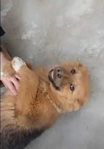 щенки девочки ищут дом