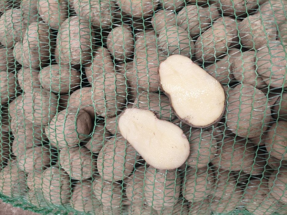 Ziemniaki Irga kal. 35-50