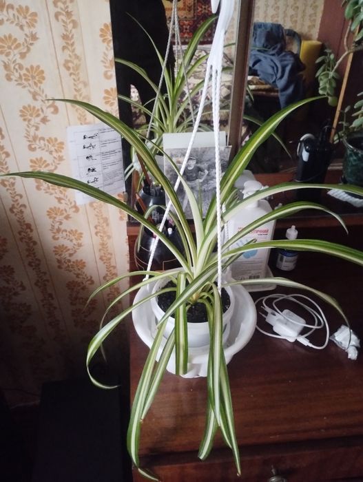 Продам кімнатні рослини