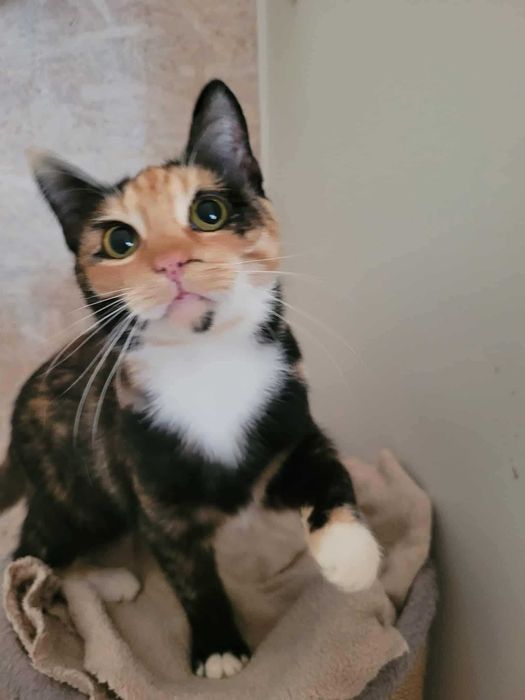 Wyjątkowa kicia do adopcji