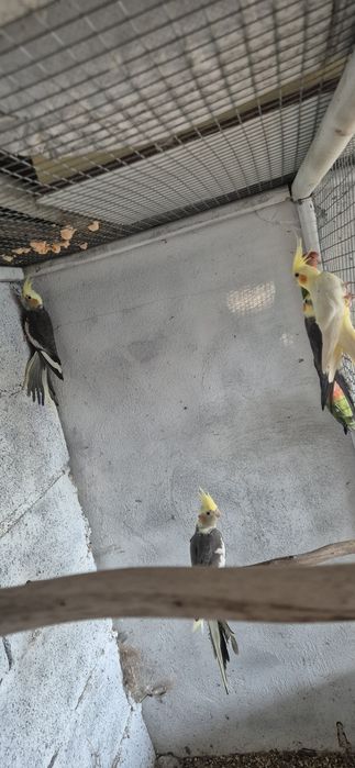 Caturras e agapornis