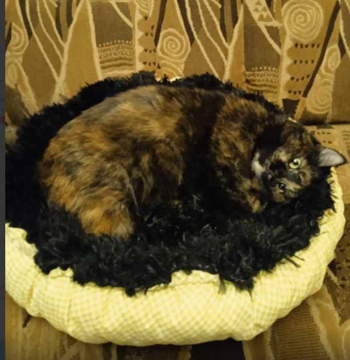 Лежанки для котов или мелких собачек.