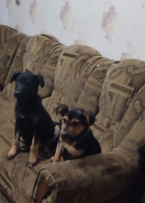 Срочно Отдам собак в хорошие руки парода немецкая овчарка