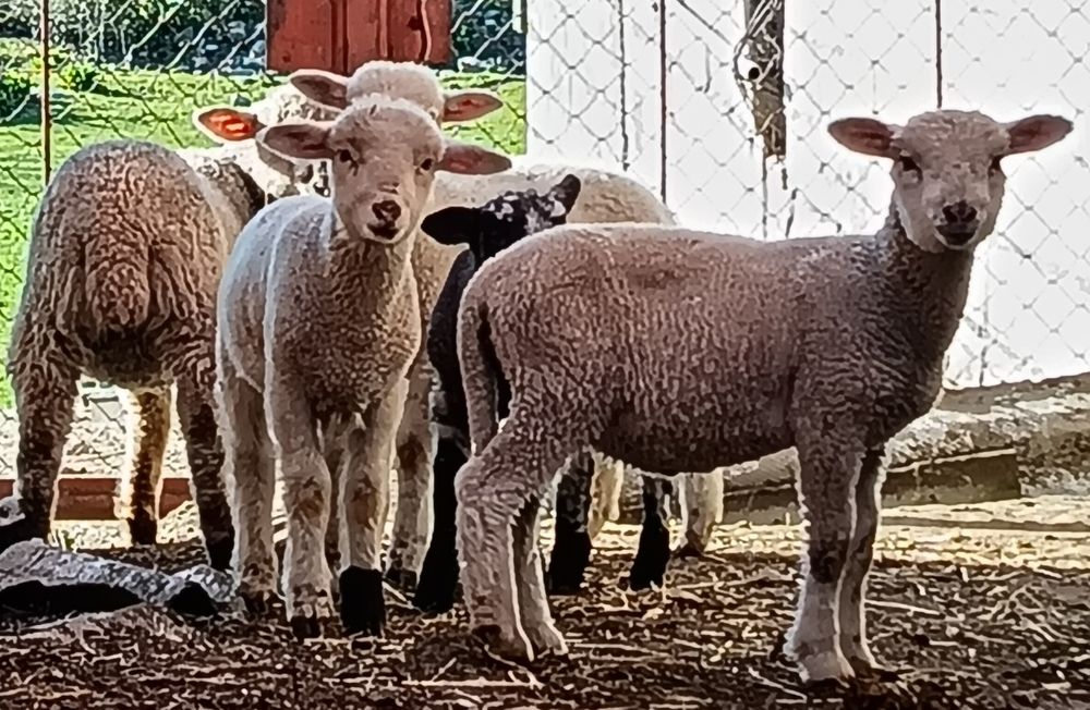 Borregos carne m/f  - 20