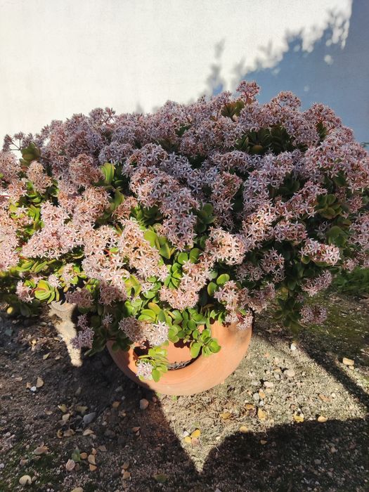 Diversas Suculentas em flor