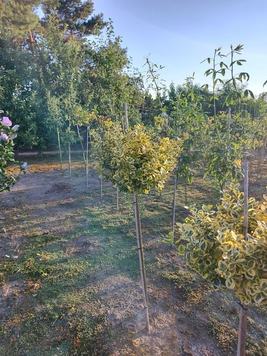 Tuja Szmaragd z gruntu