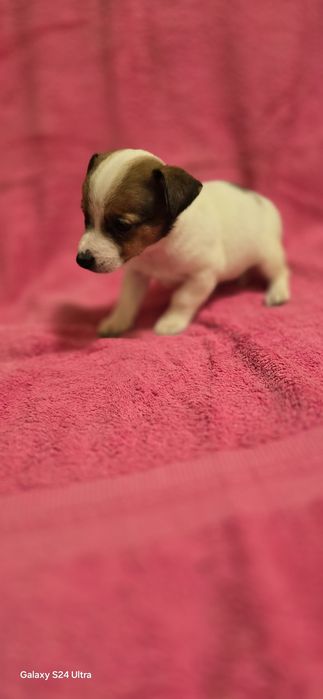 Девочка Джек Рассел