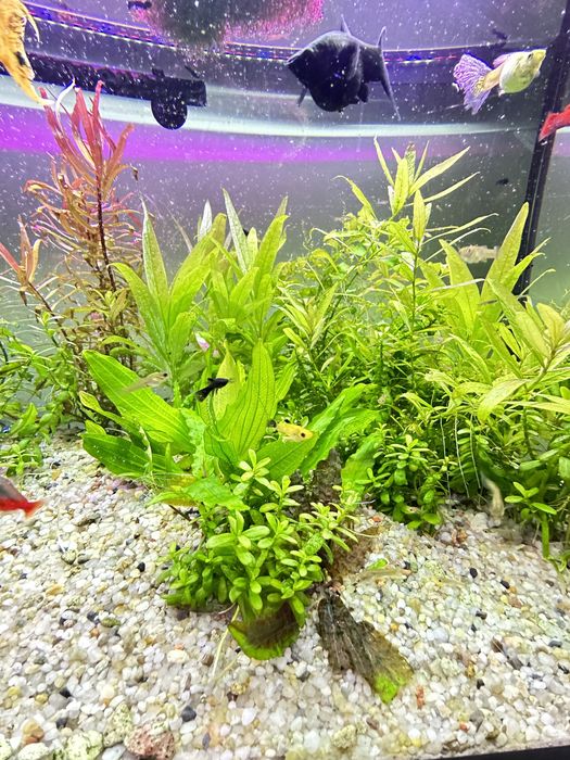 Sprzedam zestaw roślin i małych rybek.