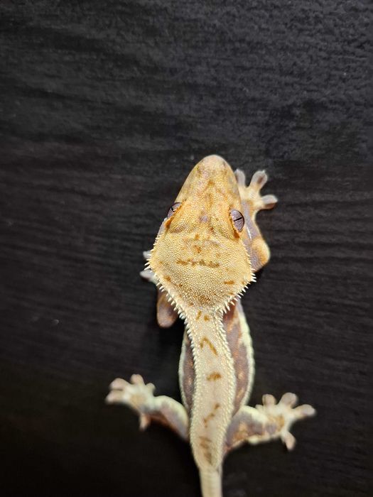 Gekon orzęsiony lilly white