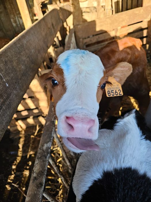 Vendo vitelos raça Frísia e cruzados