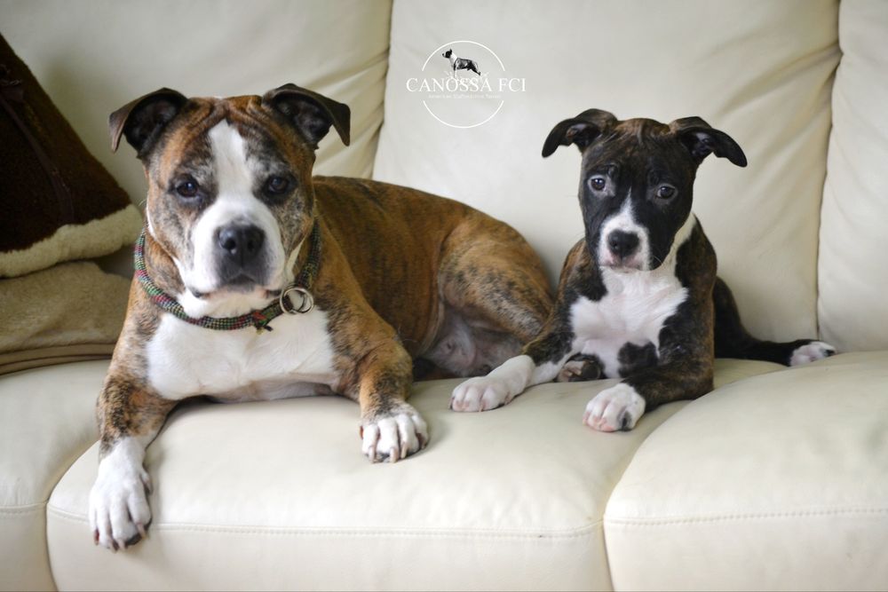 suczka American Staffordshire Terrier, AmStaff  z rod.