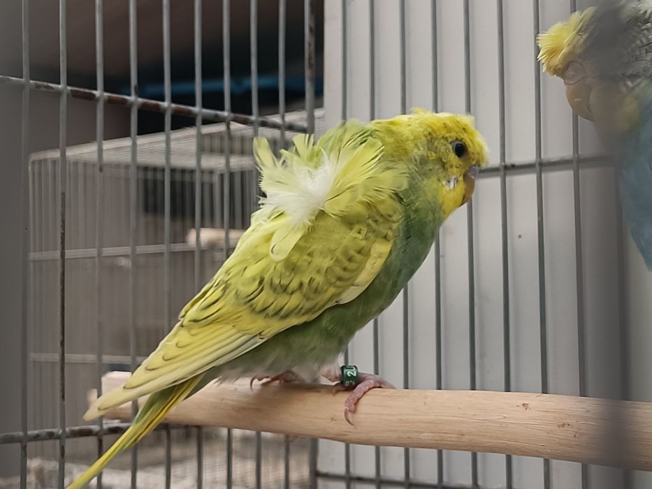 Tenho vários periquitos hagoromos