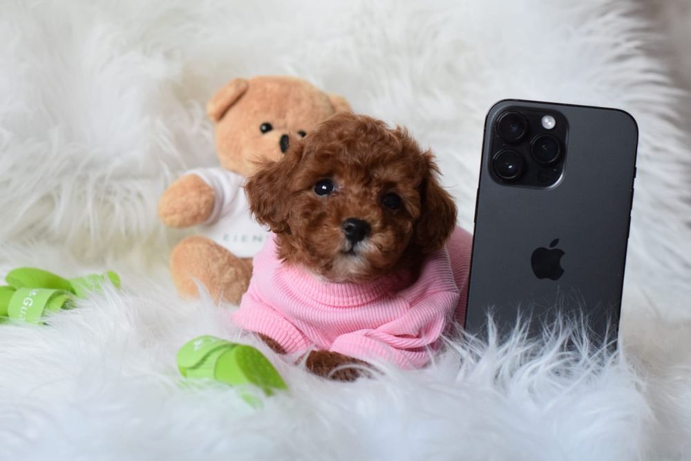 Мальтіпу самі кукляшні цуценята. Породисті ф1. Мальтипу щеночки