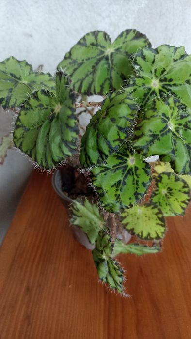 Бегонія тигрова.