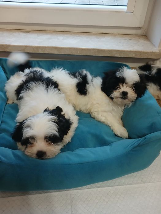 Szczeniak malshi aktualne