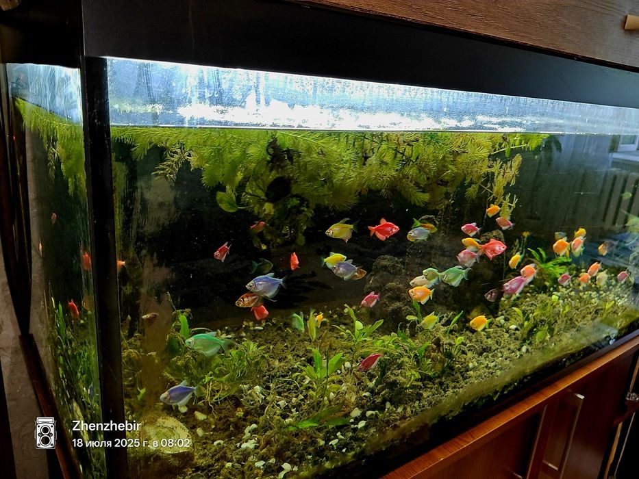 Акваріум  500 літрів та причандали..