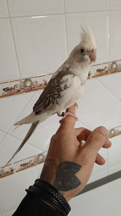 Canários,diamantes gold,mandarins,caturras bravas e domesticadas