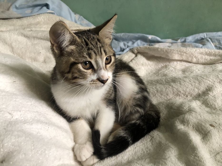 Котенок в добрые руки полупородистый