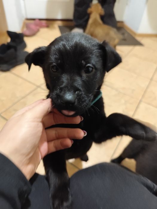 Oddam pieski/ Skierniewice