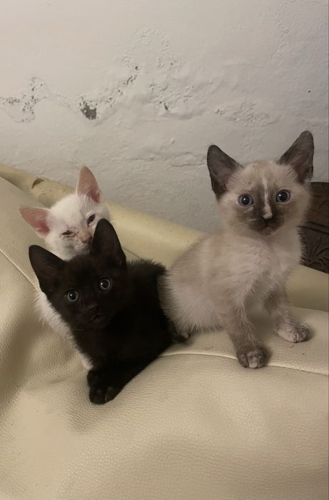 Gatinhos para adoção