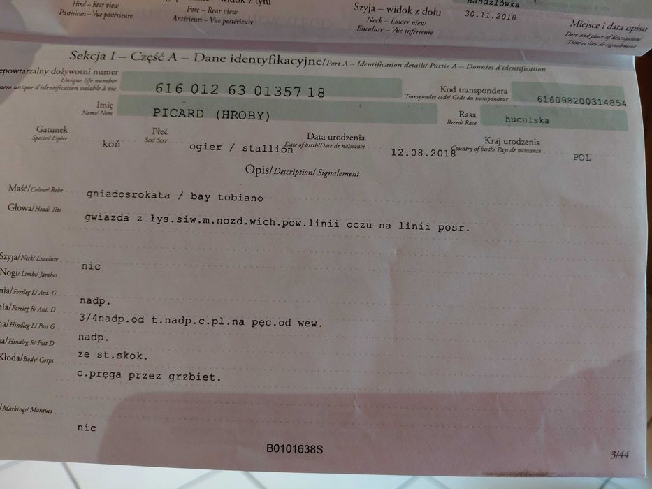 Piękny wałach huculski
