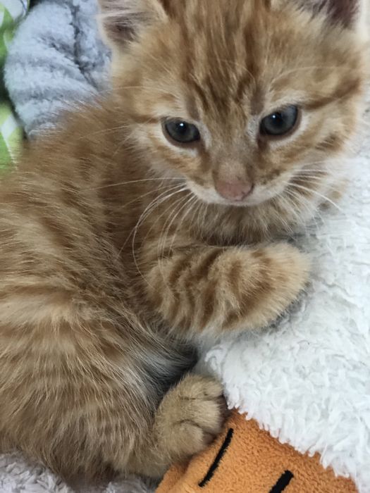 Котик, хлопчик,