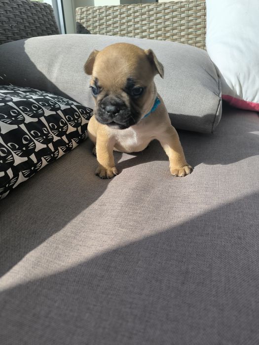 Buldogue Francês  Fawn -  Macho