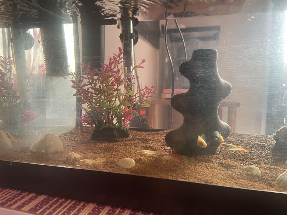 Guppy Peixe Saudáveis