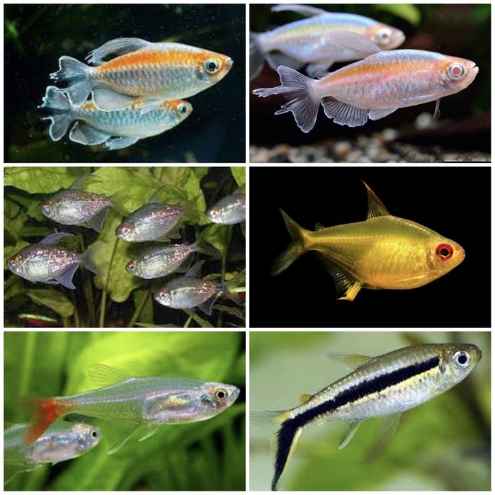 Харацинові, зграйні рибки, тетра, тернеціія гло, даніо гло, радужниці