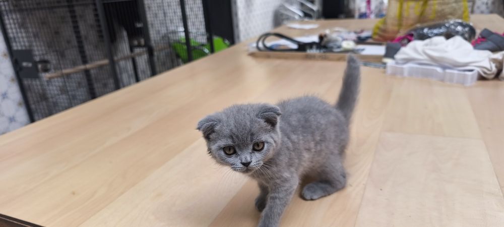Gato Scottish fold azul fêmea muito meiguinho disponível para entrega imediata