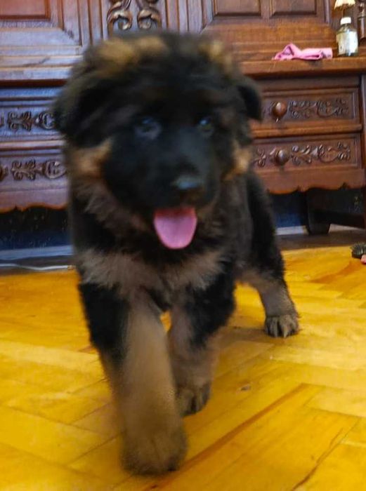 Owczarek niemiecki FCI długowłosy suczka