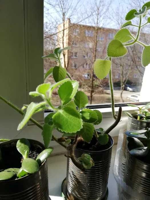 Kwiaty Doniczkowe- Mięta. Aloes. Drzewko. Szczęścia- grubosz zamiana