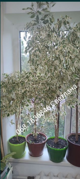 Фикус Бенджамина Старлайт ,комнатное расстояние, фикус пестроли