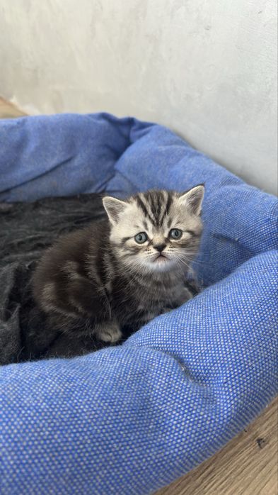 Котята Скоттиш-страйт