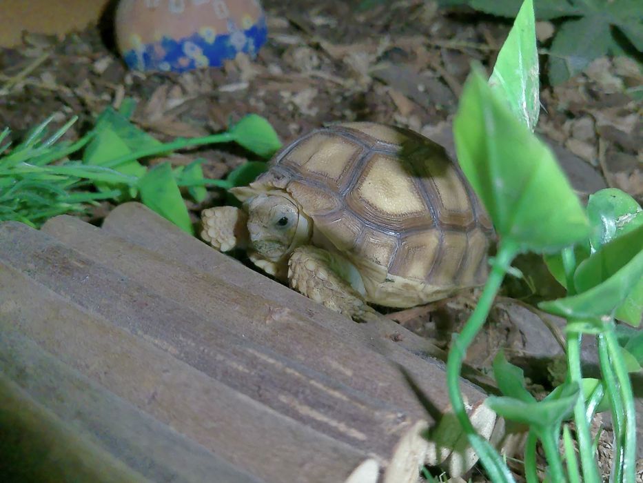 Sulcata africana
