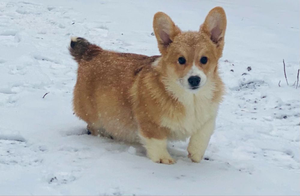 Вельш корги пемброк мальчик бобтейл