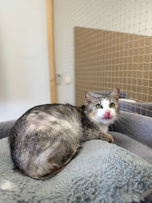 Szara - piękna, delikatna kotka do adopcji!
