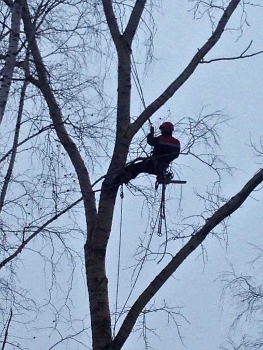 спил деревьев любой сложности