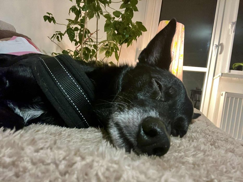 Dziadek traci dom tymczasowy